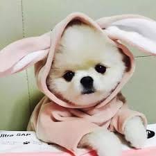 Maikol Maureira_1 avatar